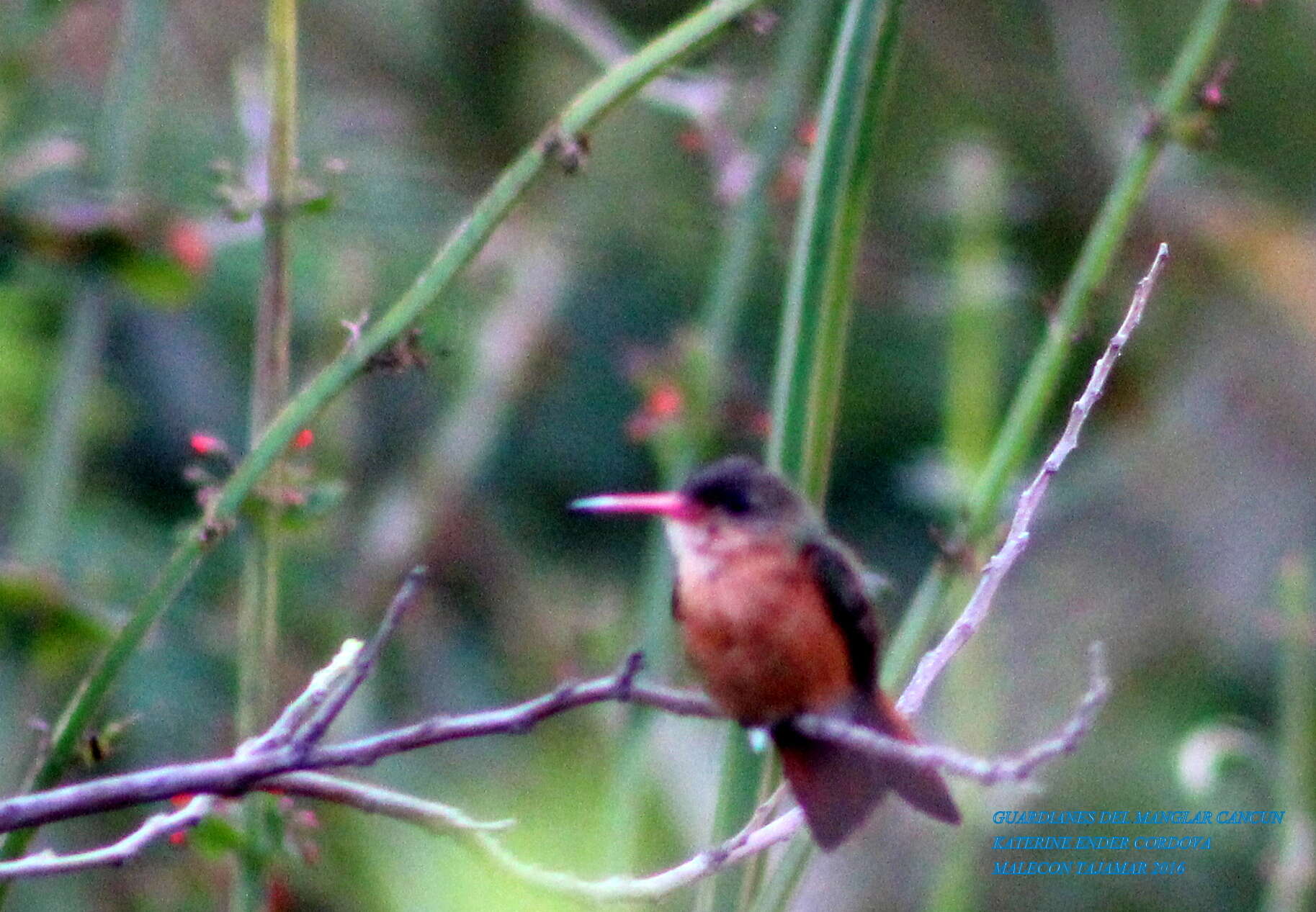 Image of Cinnamon Hummingbird