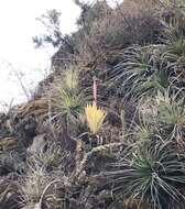 Imagem de Tillandsia walteri Mez