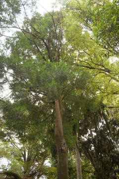 Image of Black Pine