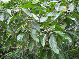 Image of Morinda lucida Benth.