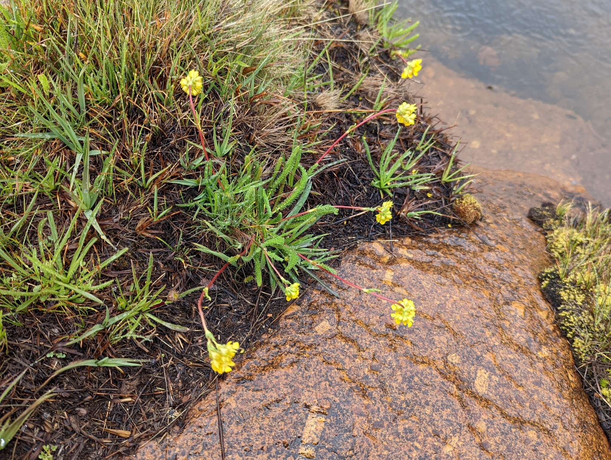 Image of clubmoss mousetail