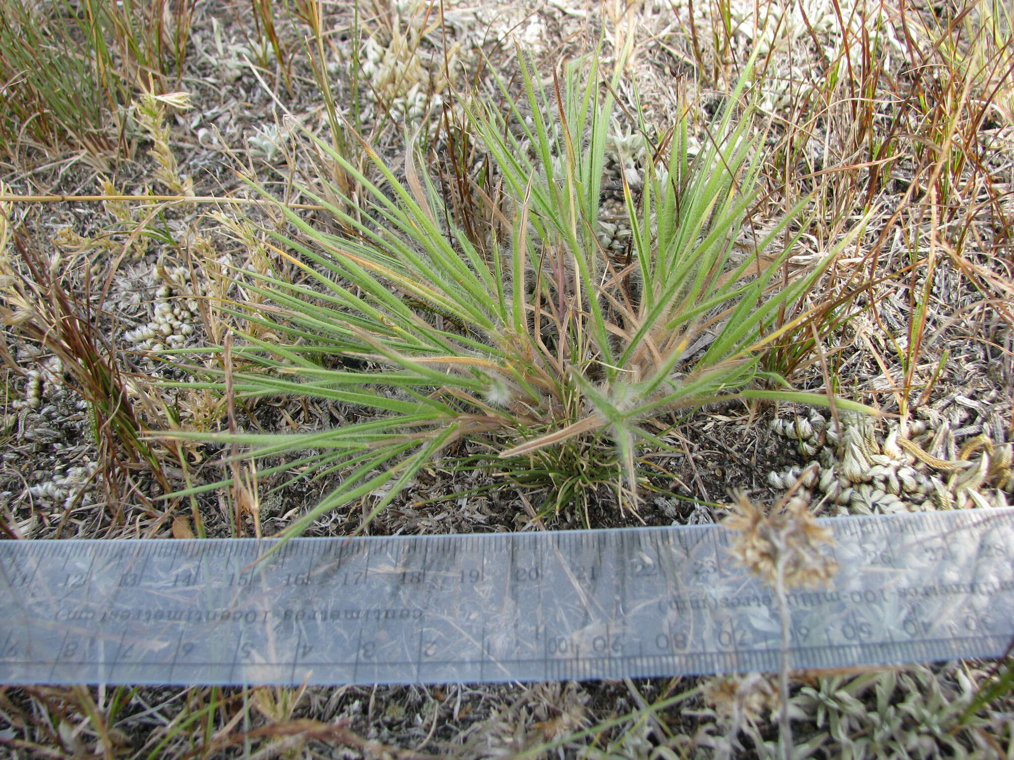 Imagem de Panicum wilcoxianum Vasey