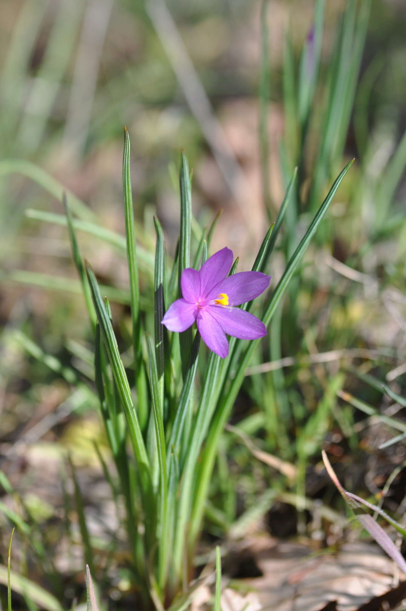 Image of Douglas' grasswidow