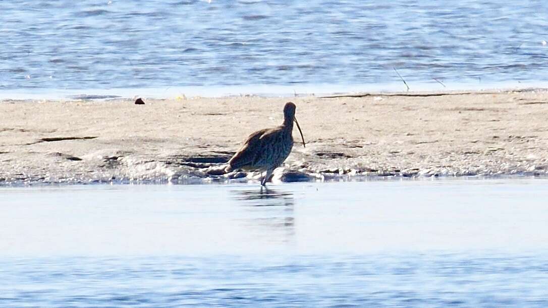 Image of Eastern Curlew