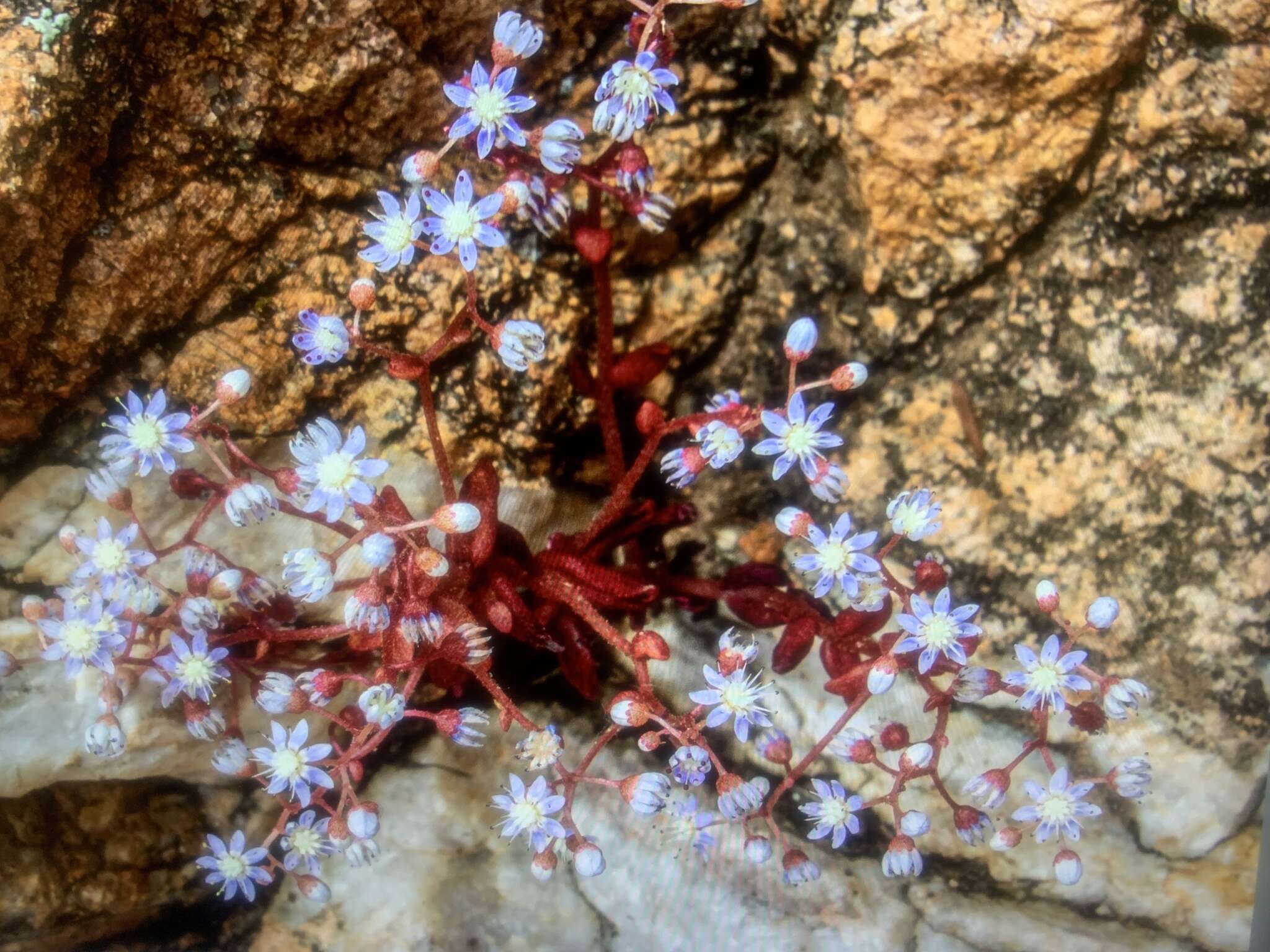 Image of Sedum caeruleum L.