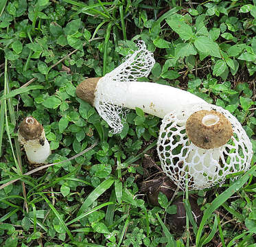 Image of Bridal veil stinkhorn