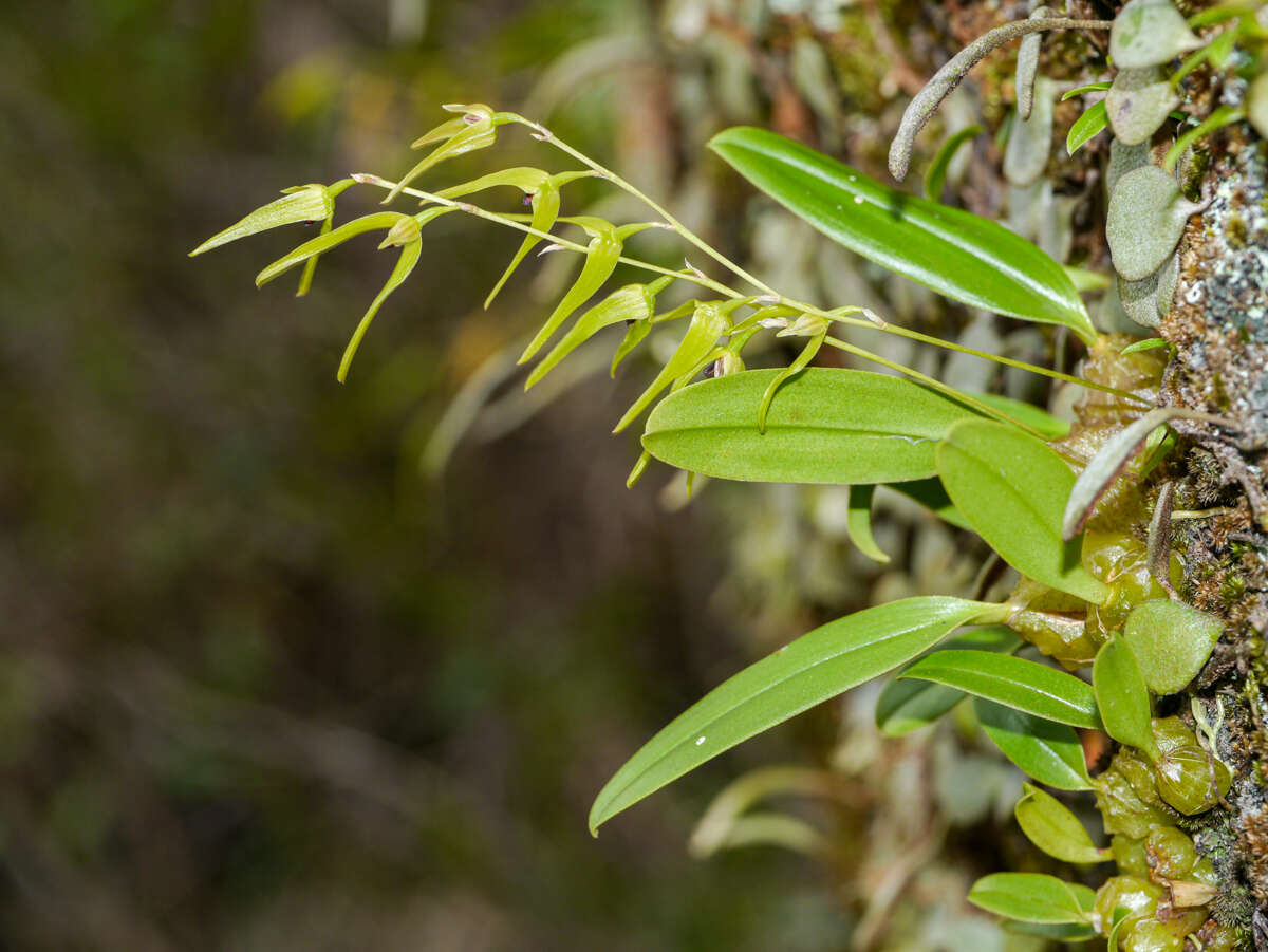 Image of Pineapple orchid