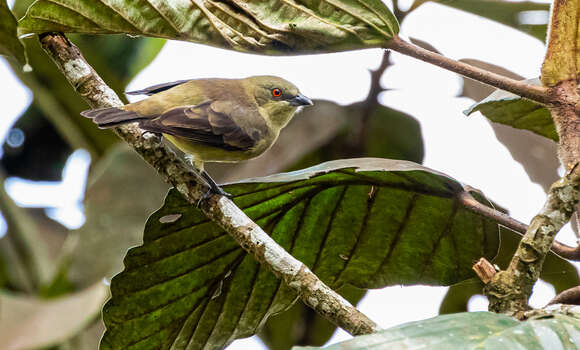 Image of Turquoise Dacnis