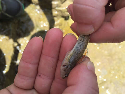 Sivun Etheostoma spectabile (Agassiz 1854) kuva