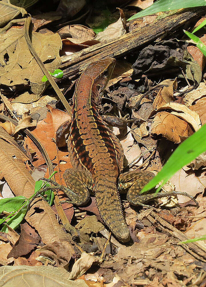 Image of Delicate Ameiva