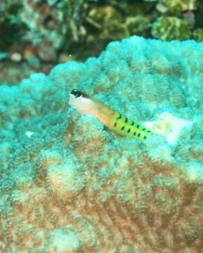 Image of Fiji clown blenny