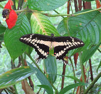 Image of Eastern Giant Swallowtail