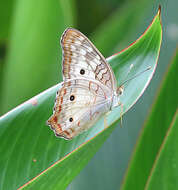 Image of White Peacock