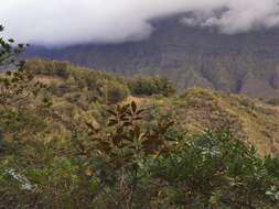 Image of Dombeya punctata Cav.