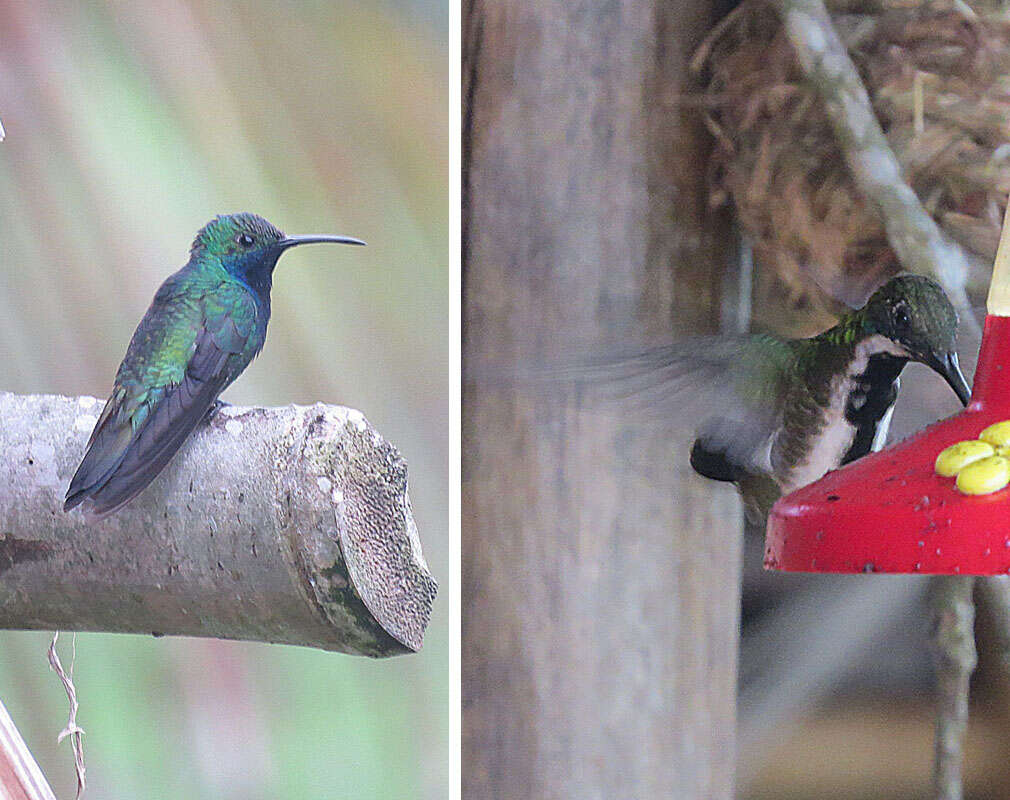 Image of Black-throated Mango