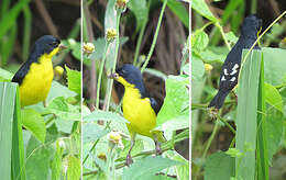 Image of Lesser Goldfinch