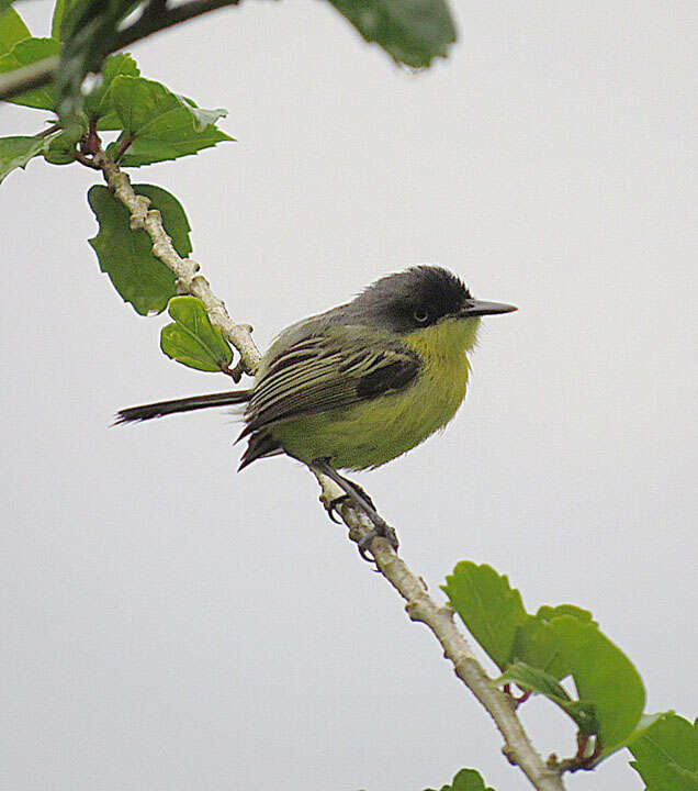 Todirostrum cinereum (Linnaeus 1766) resmi