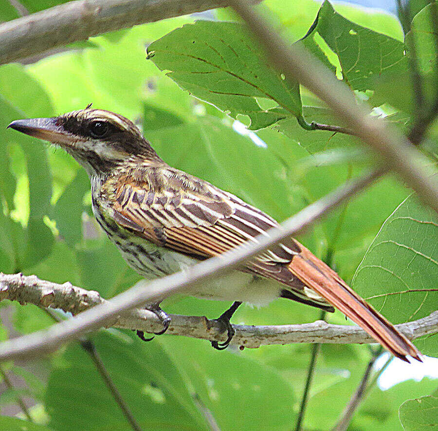 Imagem de Myiodynastes maculatus (Müller & Pls 1776)