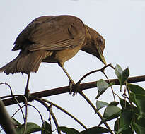 Image of Clay-colored Robin