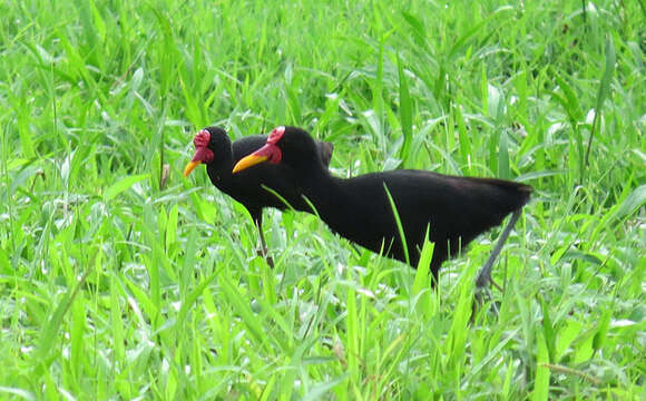 Image of Wattled Jacana