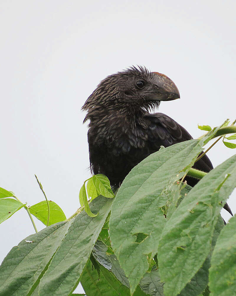 Imagem de Crotophaga Linnaeus 1758