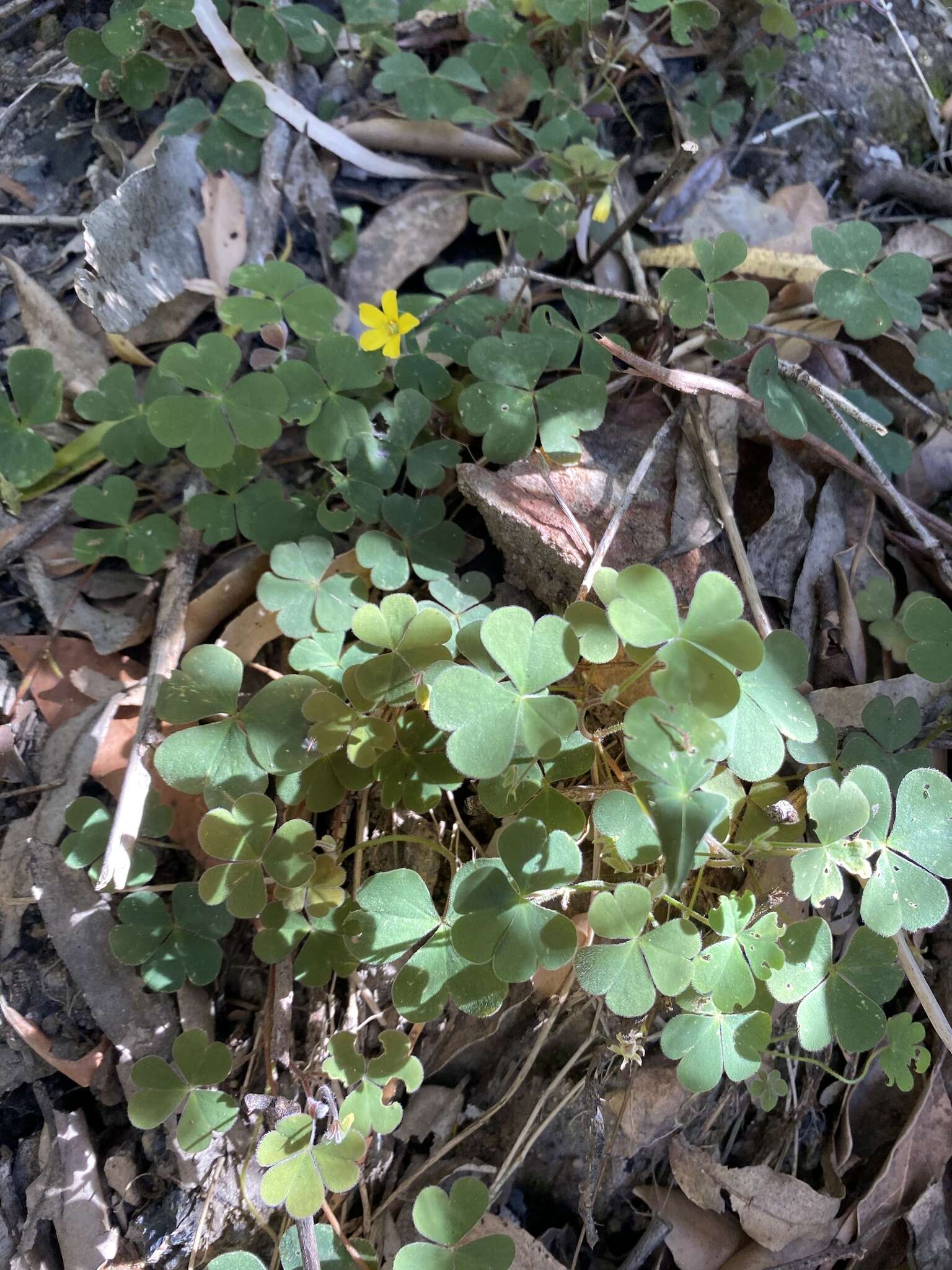 Image of Oxalis chnoodes A. Lourteig