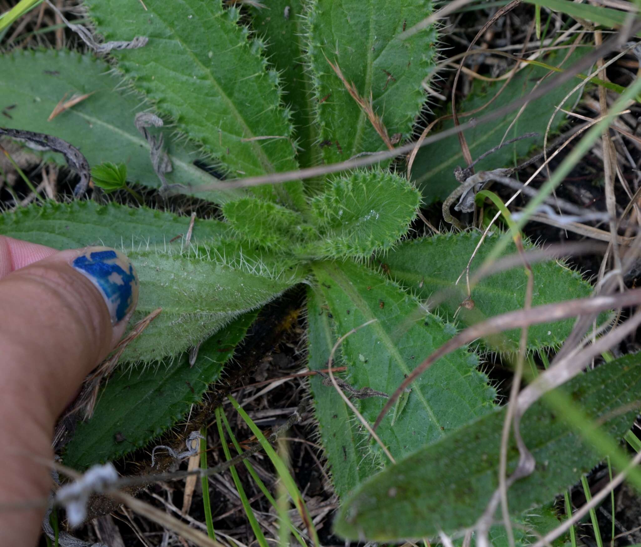 Image of Hill's thistle