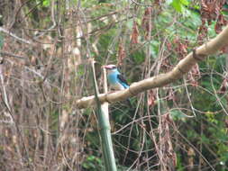 Image of Blue-breasted Kingfisher