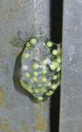 Image of Red-eyed Leaf frog