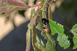 Sivun Chrysomela (Macrolina) schaefferi Brown 1956 kuva