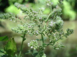 Image of Horse Mint