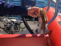 Image of Long-spined flathead