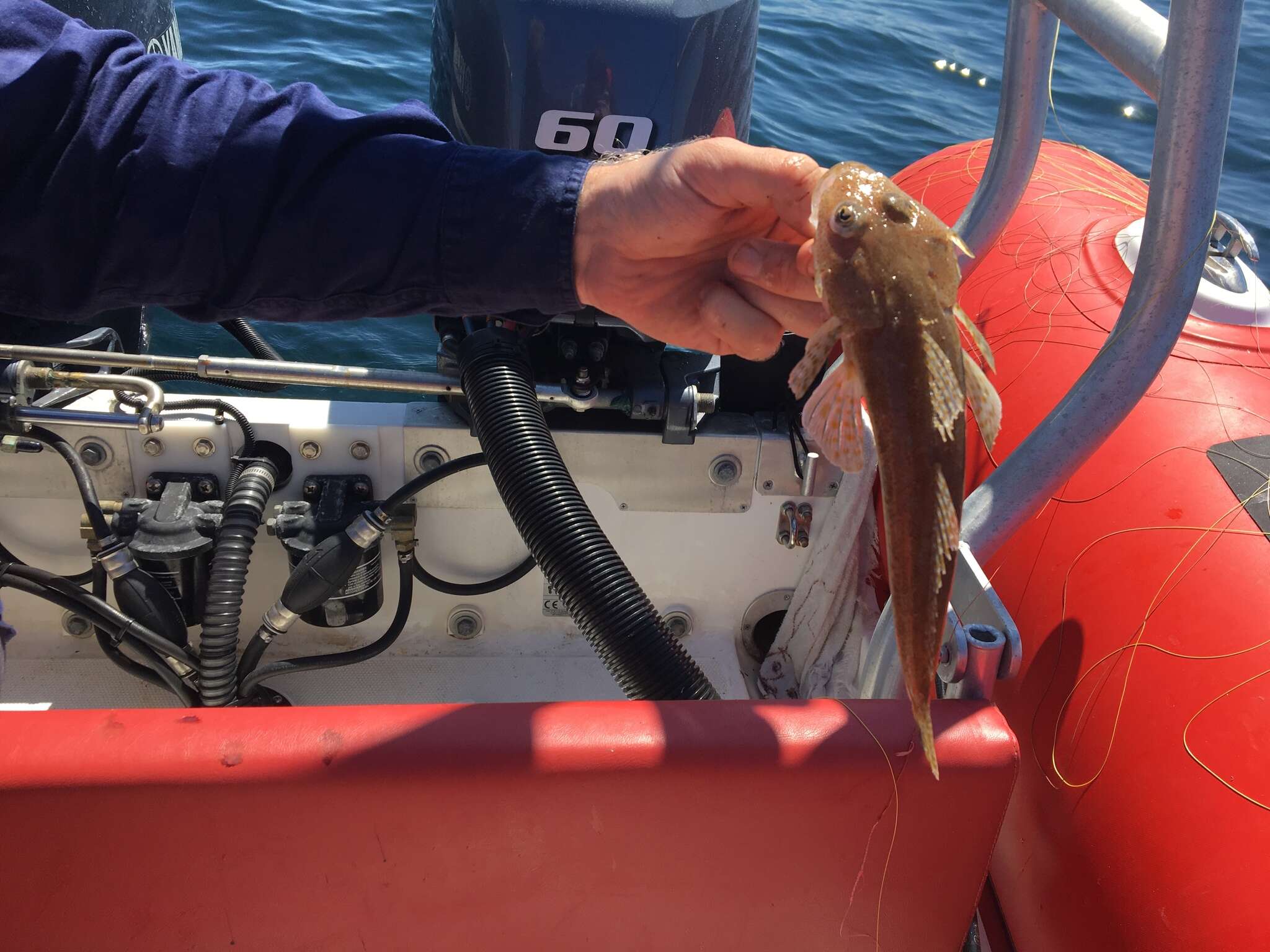 Image of Long-spined flathead