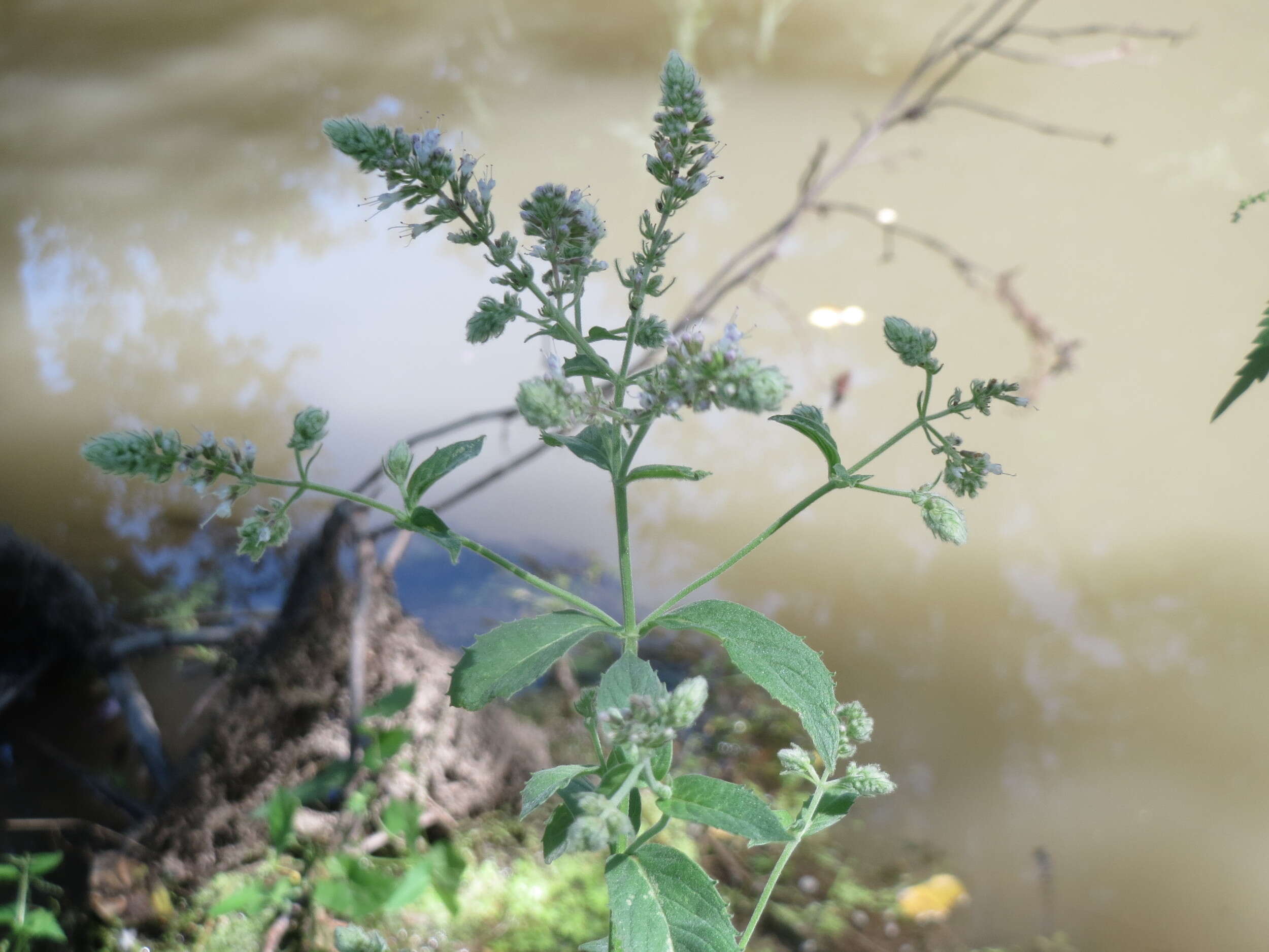 Image of Horse Mint