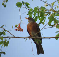 Image of Rufous-backed Thrush