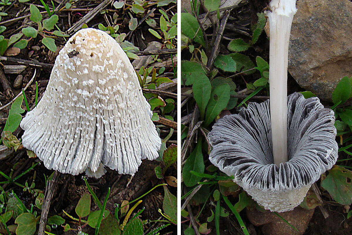 Coprinellus domesticus (Bolton) Vilgalys, Hopple & Jacq. Johnson 2001的圖片