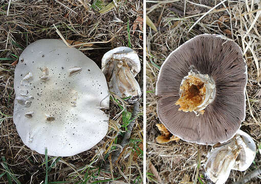 Image of Agaricus arvensis Schaeff. 1774