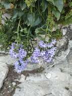 Image of Campanula versicolor subsp. tenorei