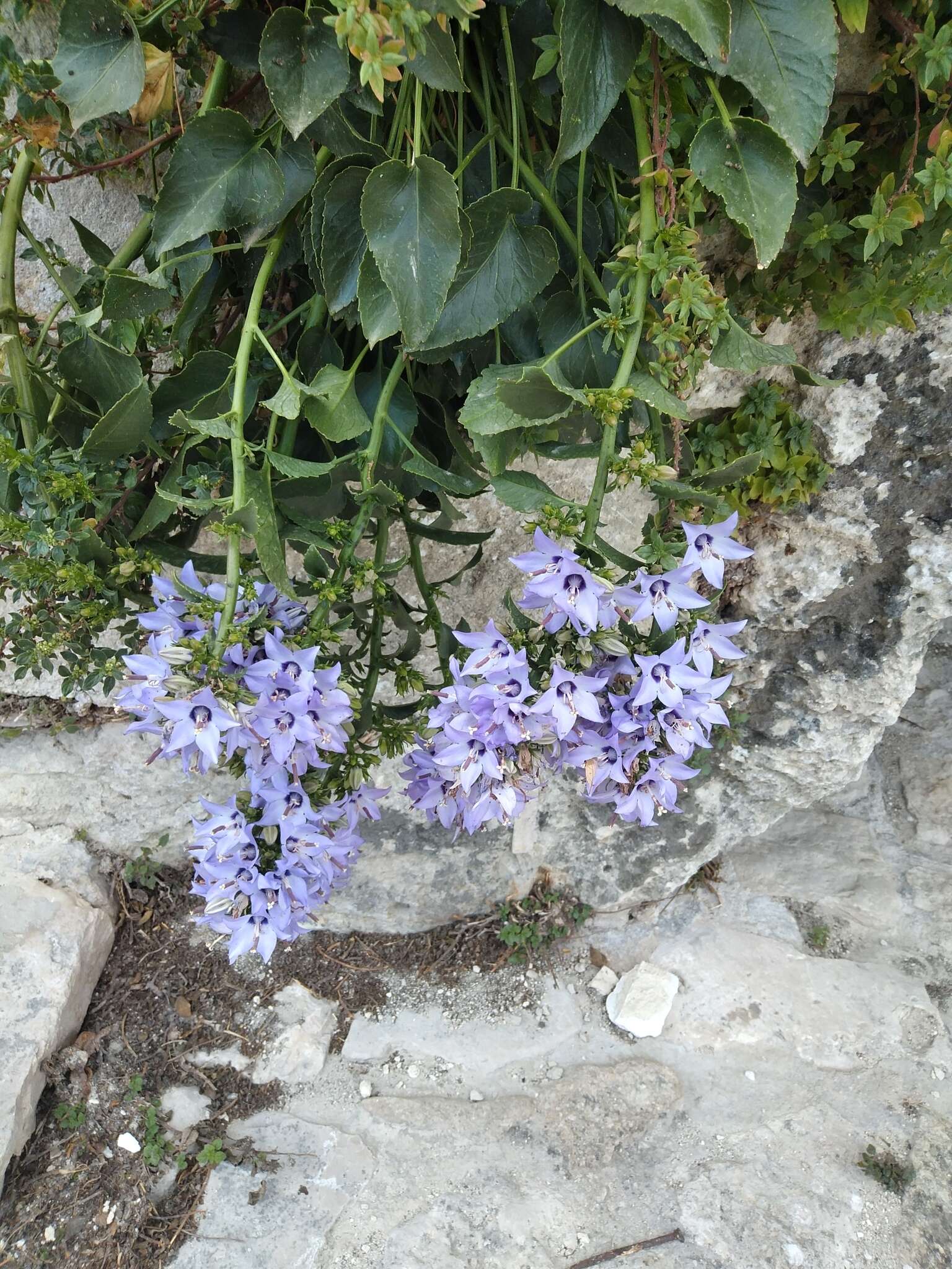 Campanula versicolor subsp. tenorei resmi