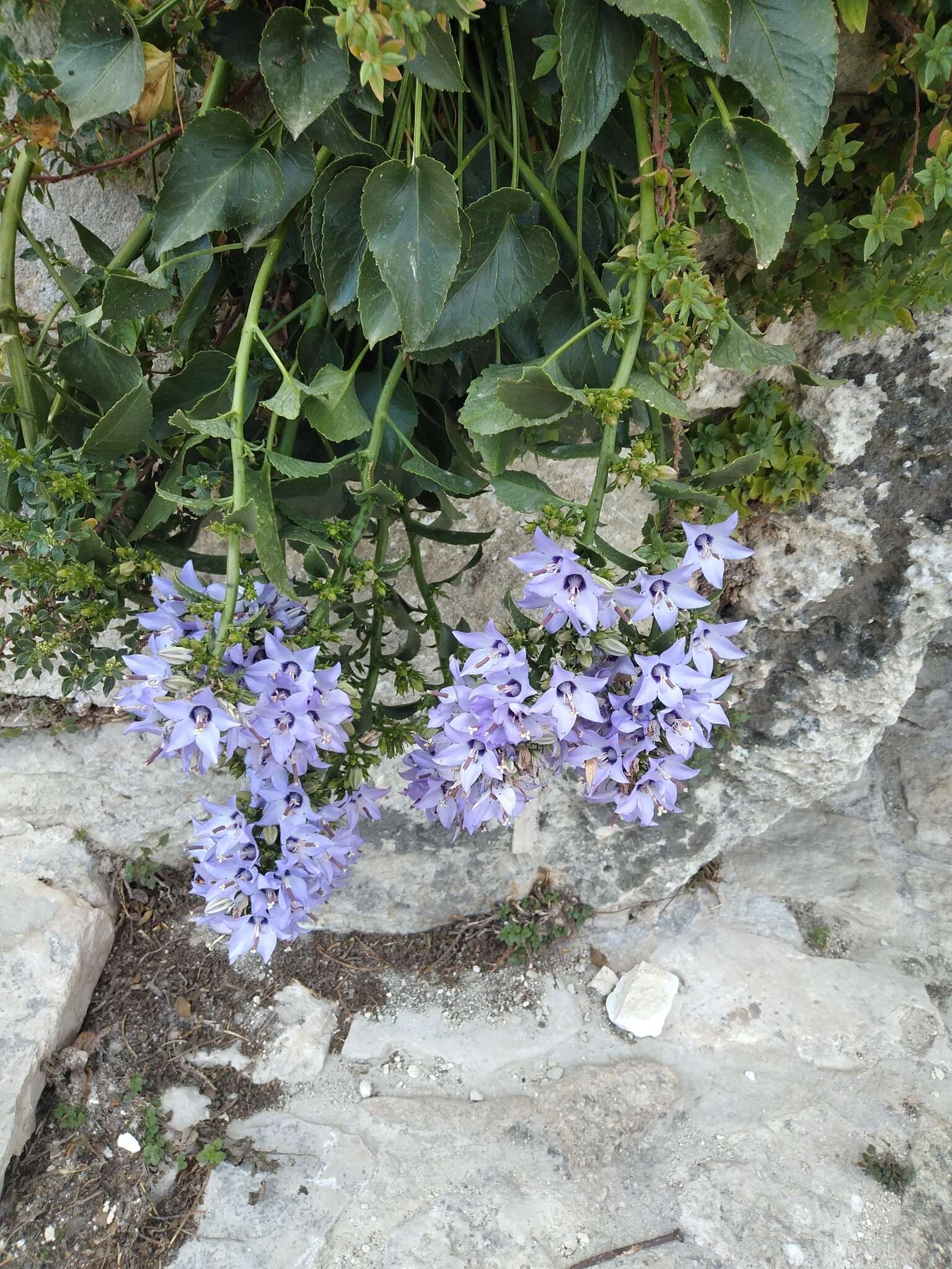 Image of Campanula versicolor subsp. tenorei