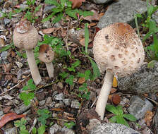 Image of Amanita rubescens Pers. 1797