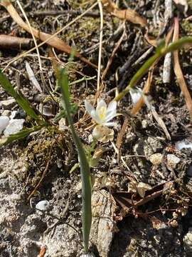 Image of Ornithogalum concinnum Salisb.