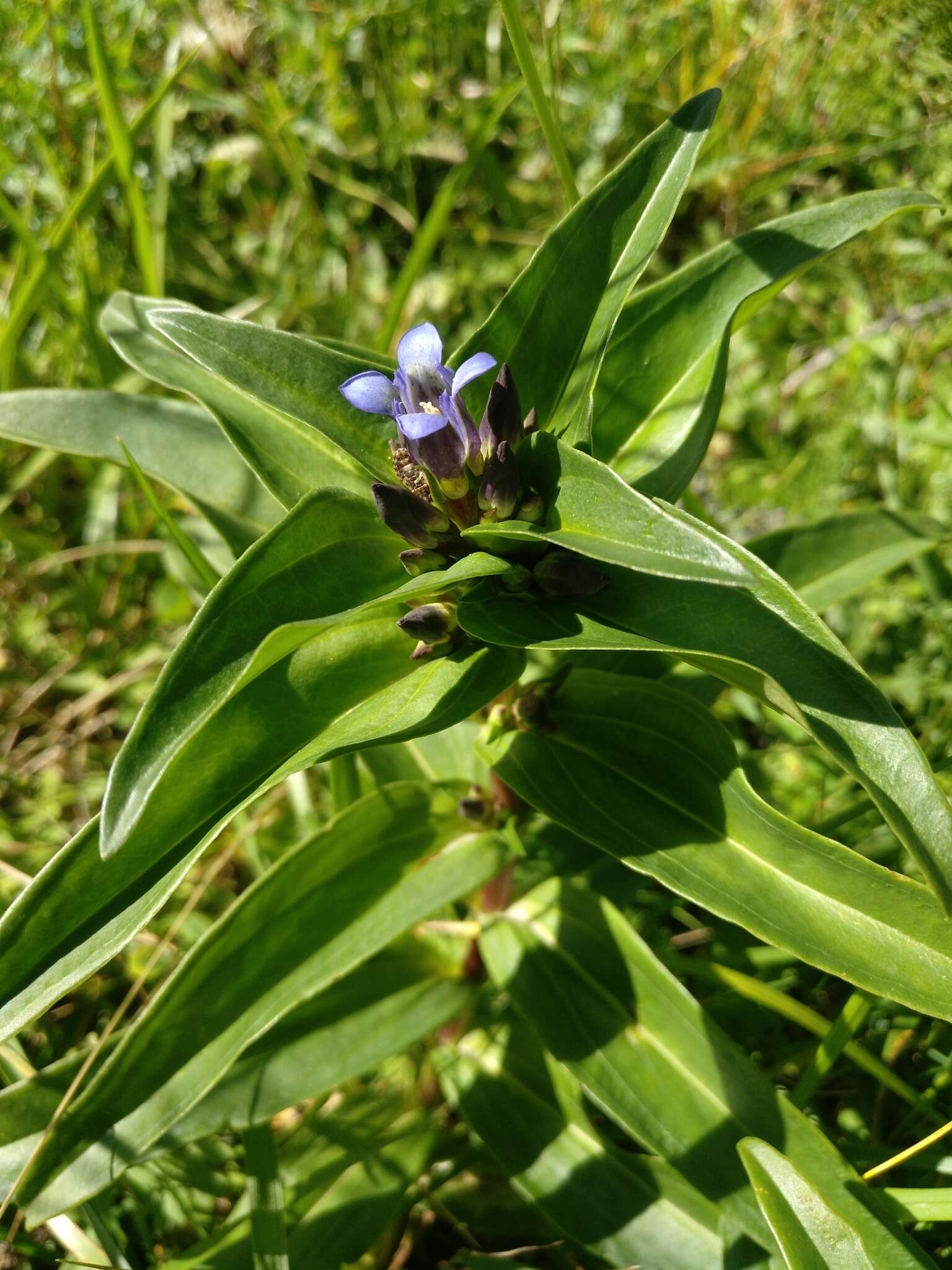 Image of Gentiana cruciata subsp. cruciata