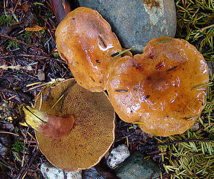 Image of Chalciporus piperatus