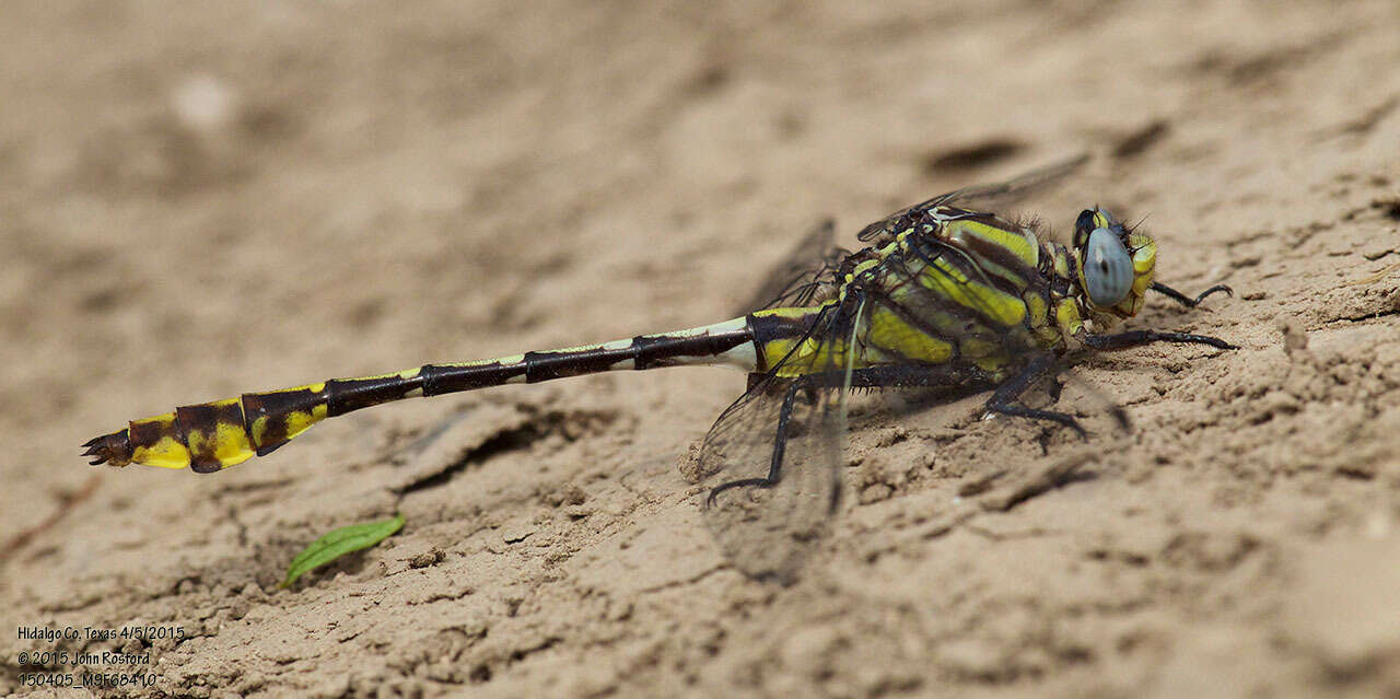 Image of Tamaulipan Clubtail