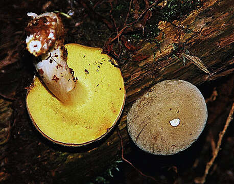 Image of Boletus subtomentosus L. 1753