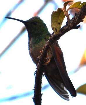 Image of Berylline Hummingbird