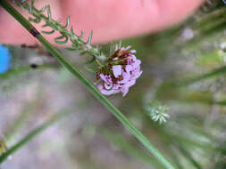 Image of Disparago ericoides (Berg.) Gaertn.