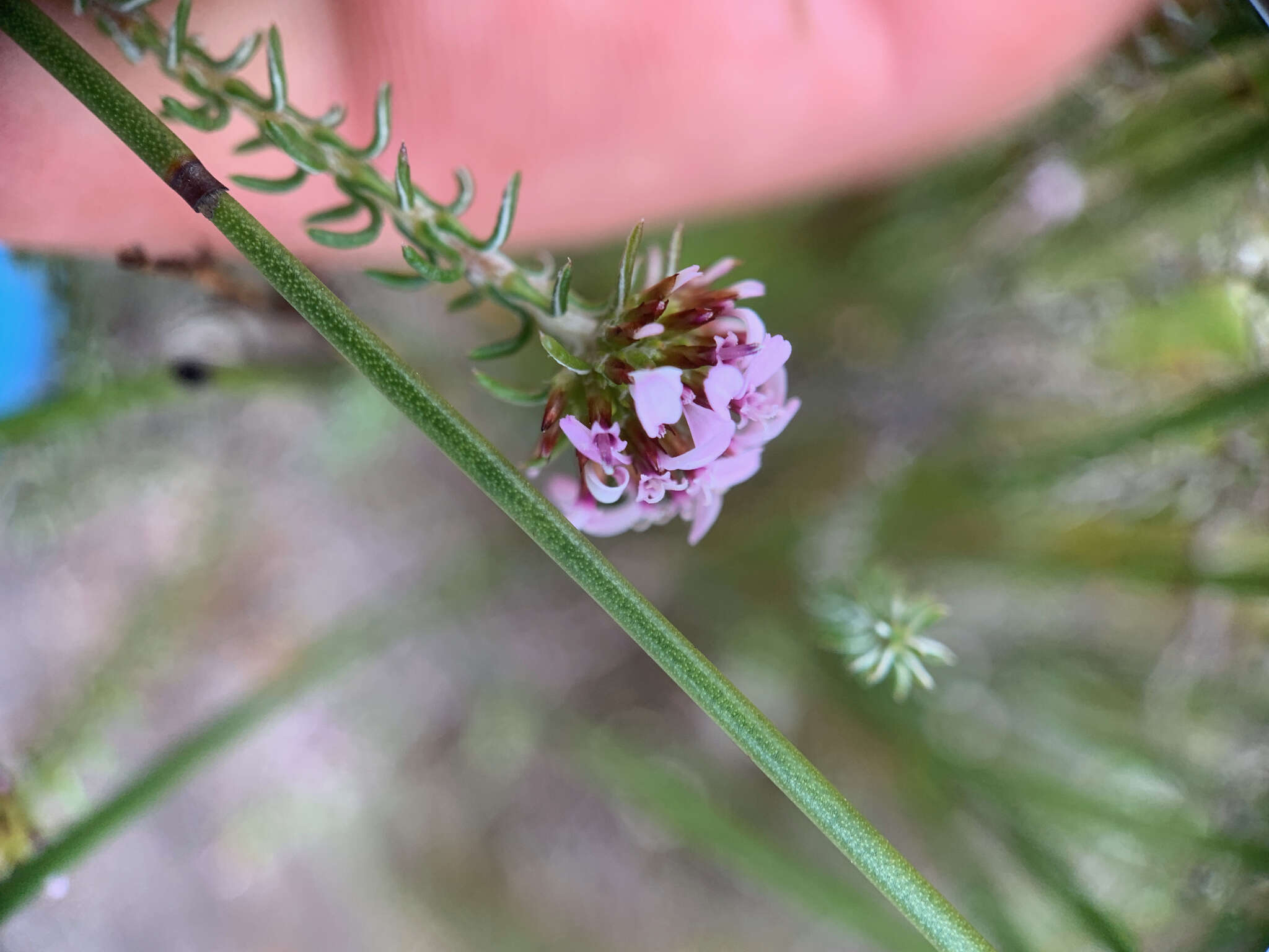 Image of Disparago ericoides (Berg.) Gaertn.