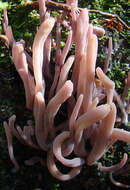 Image of Alloclavaria